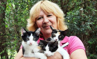 Cat times: Sue Merrick with kittens from the December surge at the Coffs Harbour RSPCA. Cat times: Sue Merrick with kittens from the December surge at the Coffs Harbour RSPCA.